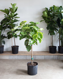  FICUS ALTISSIMA STANDARD 14 Inch. Grower Pot (5-5.5' Tall)