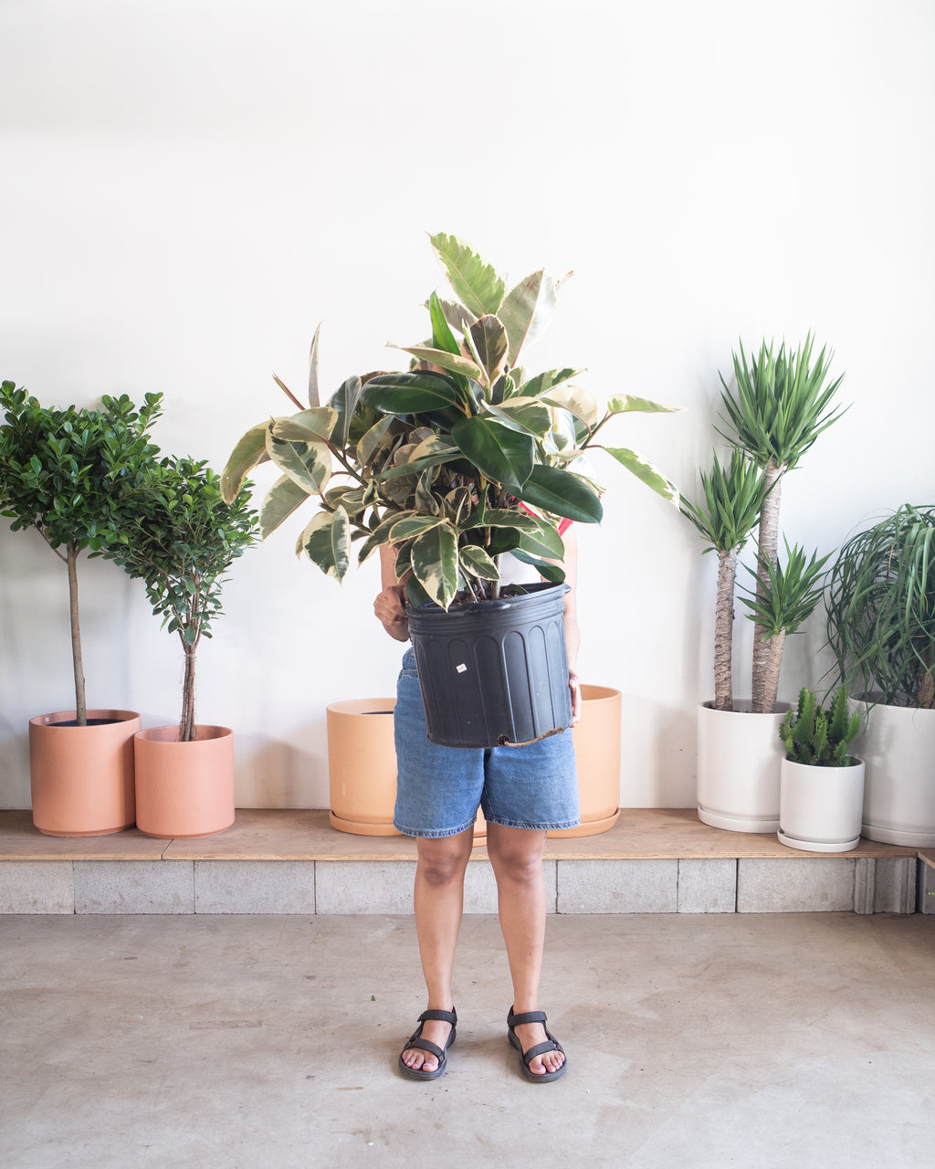 Tineke Rubber Specimen: Ficus elastica - 14 inch pot - 3-6 foot tall