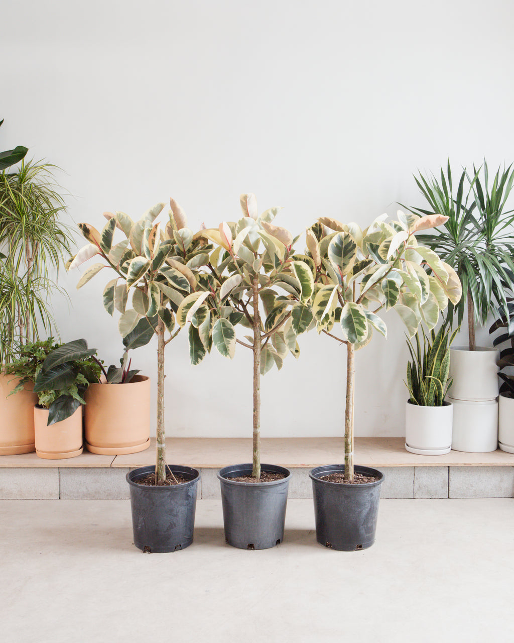 white tineke rubber tree Tineke Rubber Tree: Ficus elastica - 14 inch pot