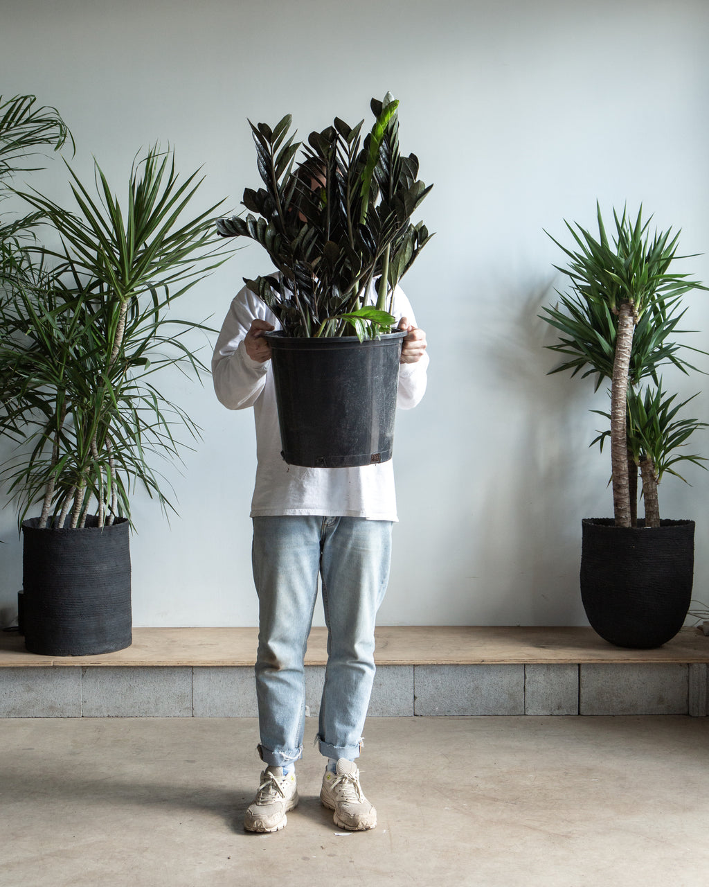 Black ZZ Plant: Zamioculcas zamiifolia 'Raven' - 14 inch pot - 3-4 foot tall