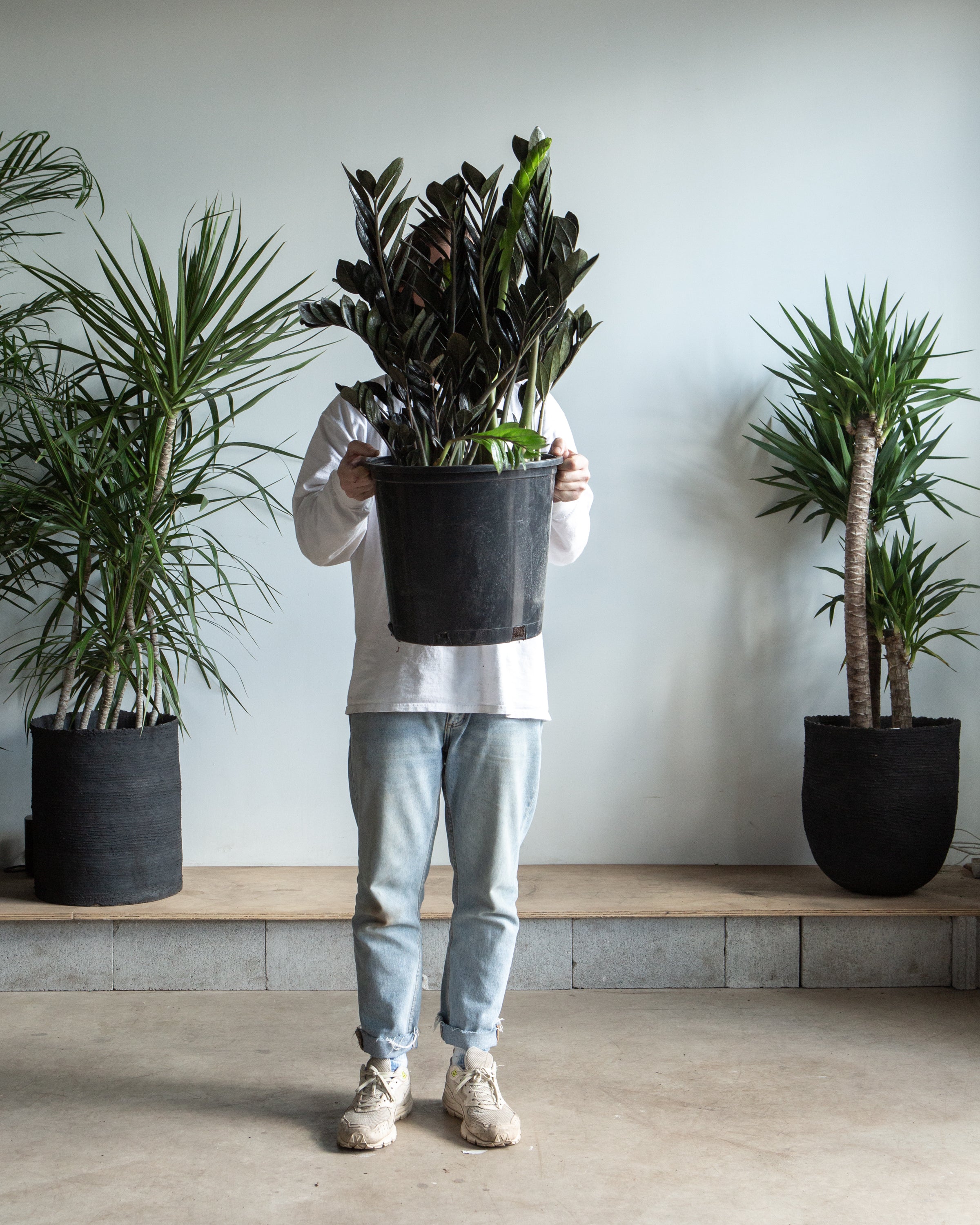 Black ZZ Plant: Zamioculcas zamiifolia 'Raven' - 14 inch pot - 3-4 foot tall