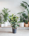 RUBBER PLANT 'FICUS ELASTICA ROBUSTA' 14 Inch. Grower Pot (3-5' tall)