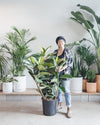 RUBBER PLANT 'FICUS ELASTICA ROBUSTA' 14 Inch. Grower Pot (3-5' tall)