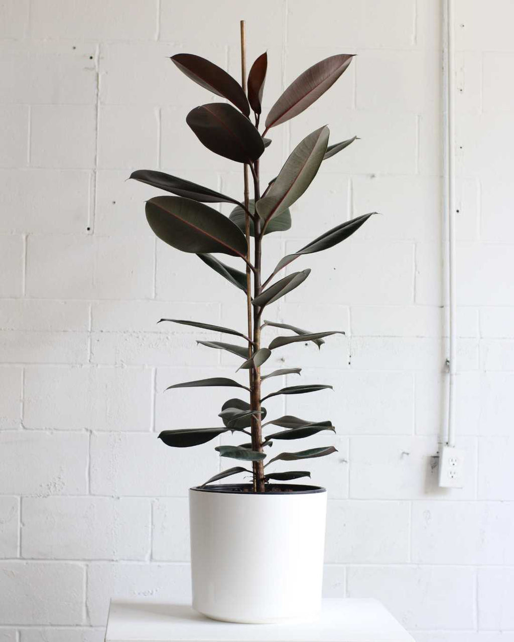 RUBBER PLANT 'FICUS ELASTICA BURGUNDY' COLUMN 14 Inch. Grower Pot