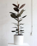 RUBBER PLANT 'FICUS ELASTICA BURGUNDY' COLUMN 14 Inch. Grower Pot