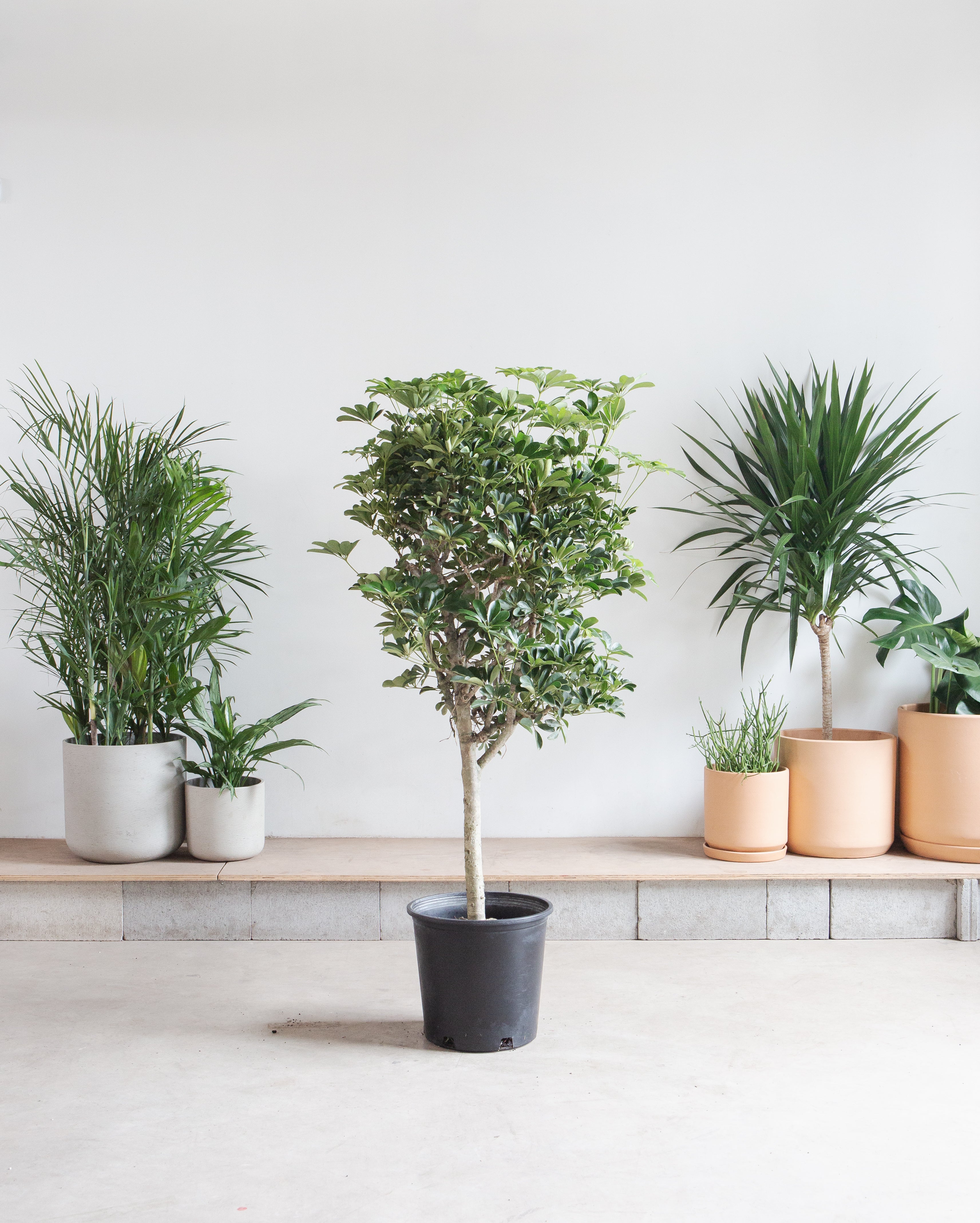 Dwarf Umbrella Tree: Schefflera arboricola - 14 inch pot - 5-5.5