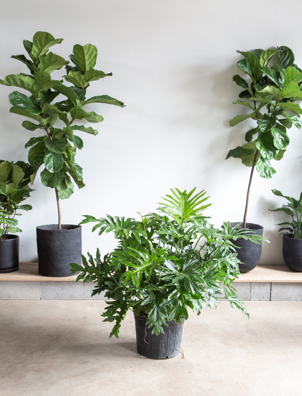 Hope Selloum: Philodendron bipinnatifidum - 14 inch pot - 3-4 foot tall