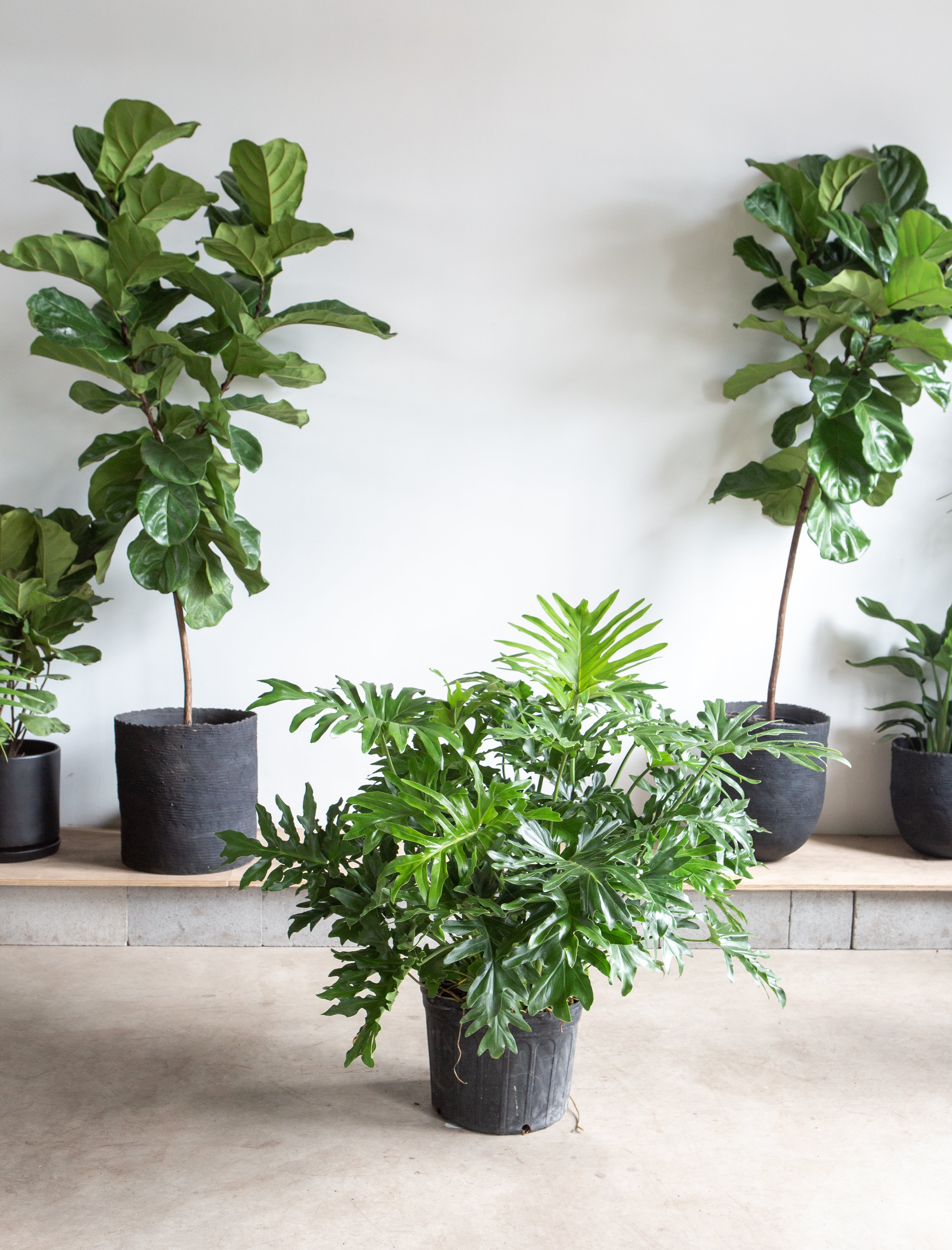 Hope Selloum: Philodendron bipinnatifidum - 14 inch pot - 3-4 foot tall