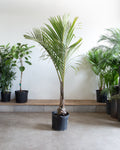 SPINDLE PALM 14 Inch. Grower Pot (6ft Tall)