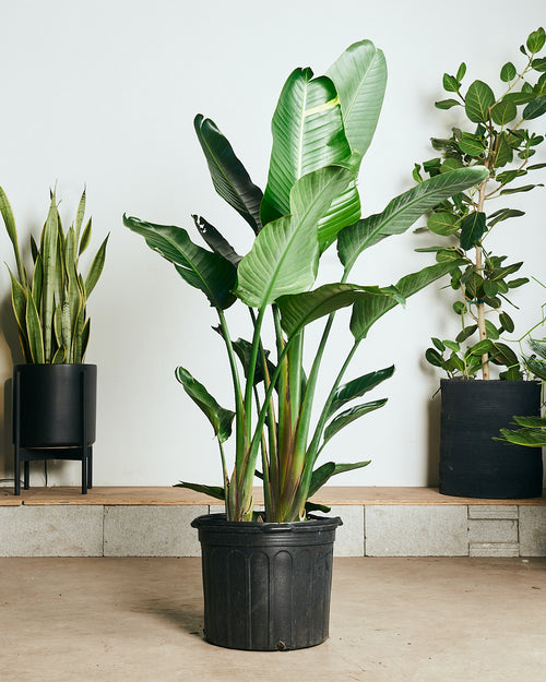 VARIEGATED BIRD OF PARADISE' (STRELITZIA NICOLAI) 14 Inch. Grower Pot –  Dynasty Plants