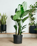 VARIEGATED BIRD OF PARADISE' (STRELITZIA NICOLAI) 14 Inch. Grower Pot (6.5-7.5' tall)