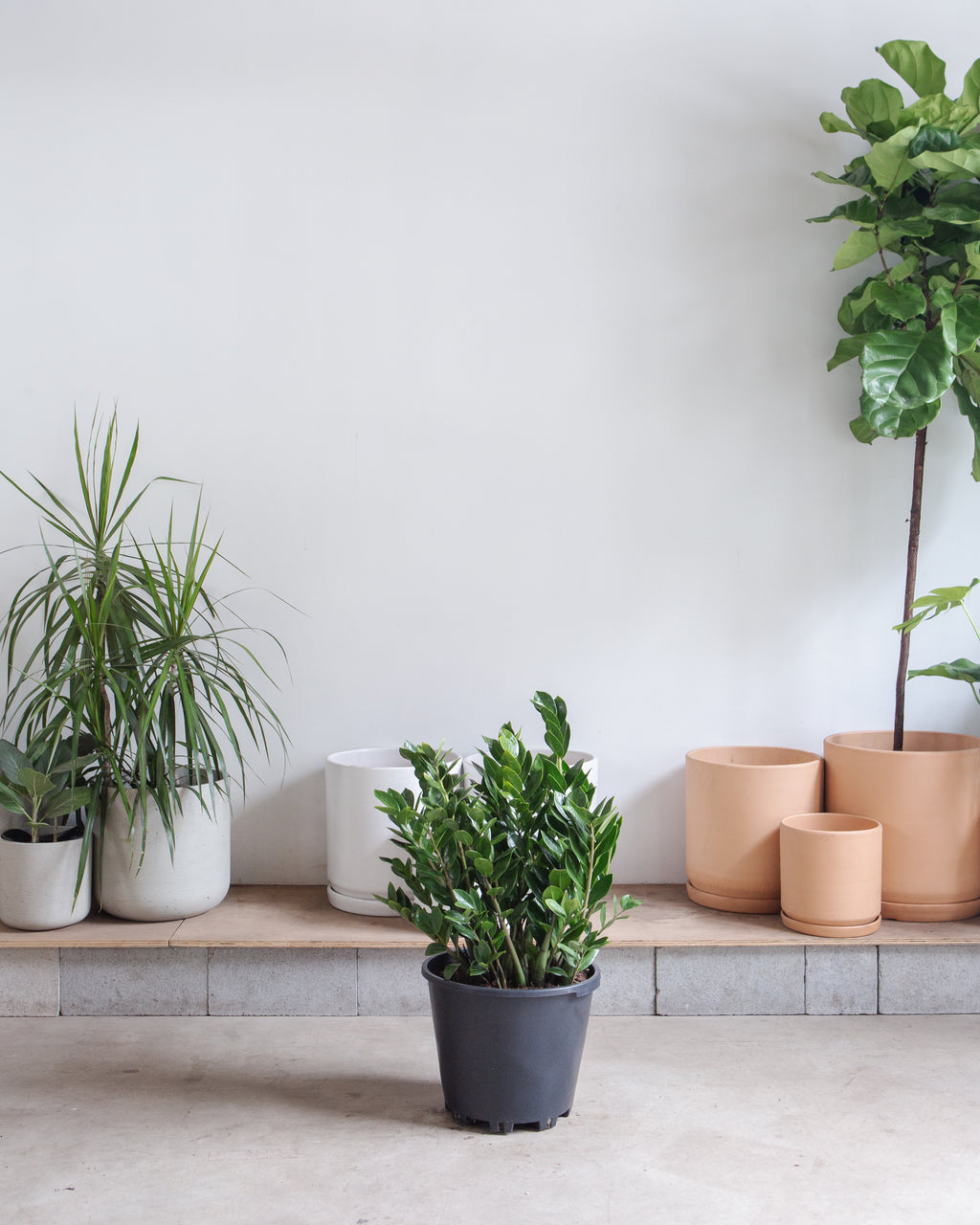 50cm zz plant pot 14cm ZZ Plant: Zamioculcas zamiifolia - 14 inch pot