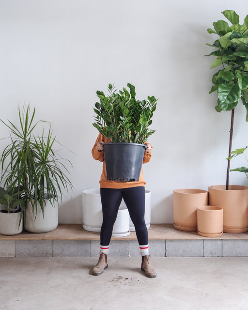 ZZ PLANT / ZANZIBAR GEM 14 Inch. Grower Pot (3-4' tall)
