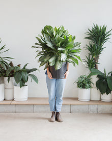  AGLAONEMA 'SILVER BAY' 14 " Grower Pot