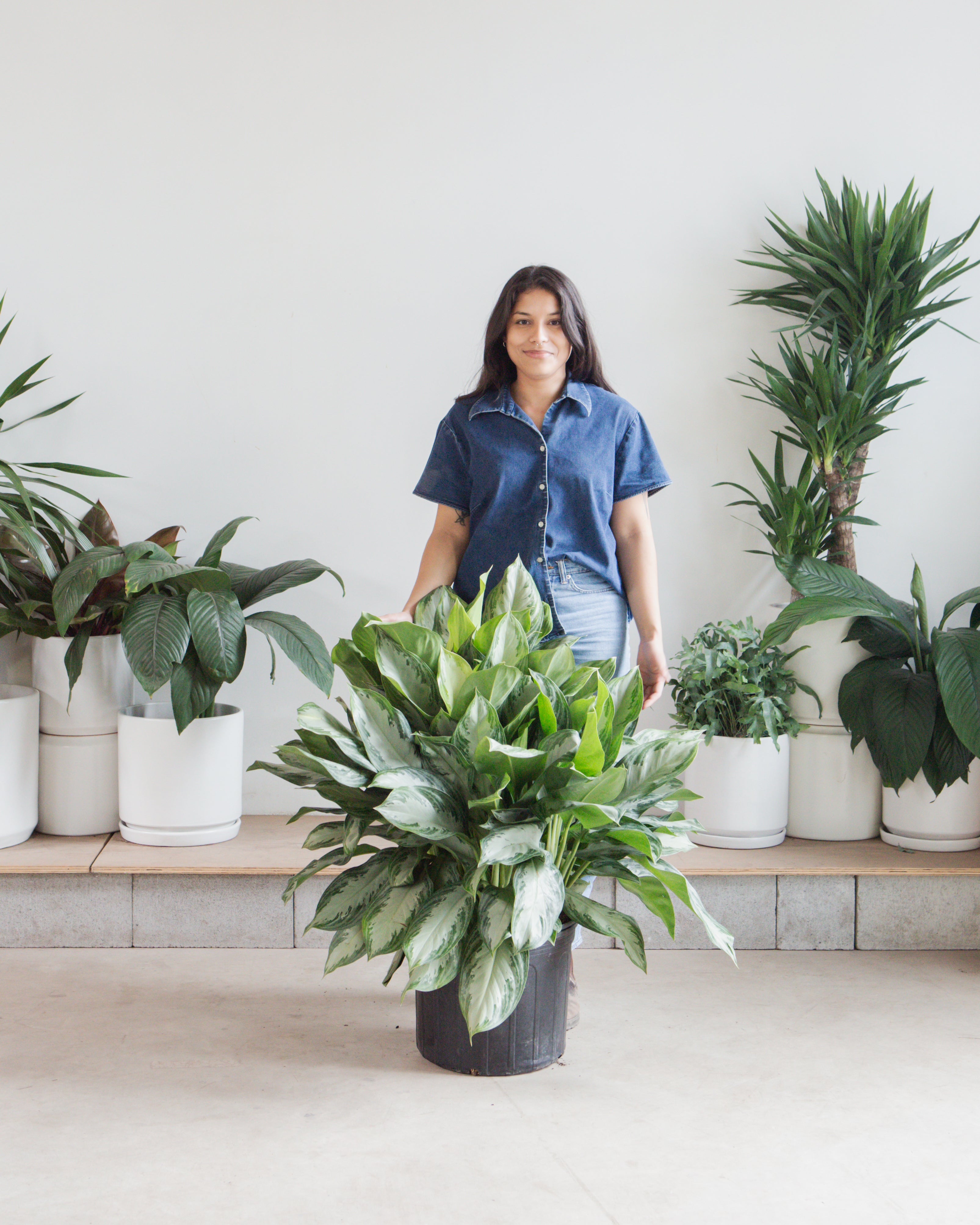 Silver Bay Chinese Evergreen: Aglaonema - 14 inch pot - 2-3 foot tall