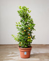 DWARF CALAMONDIN ORANGE 14 INCH. Grower Pot (4' tall)