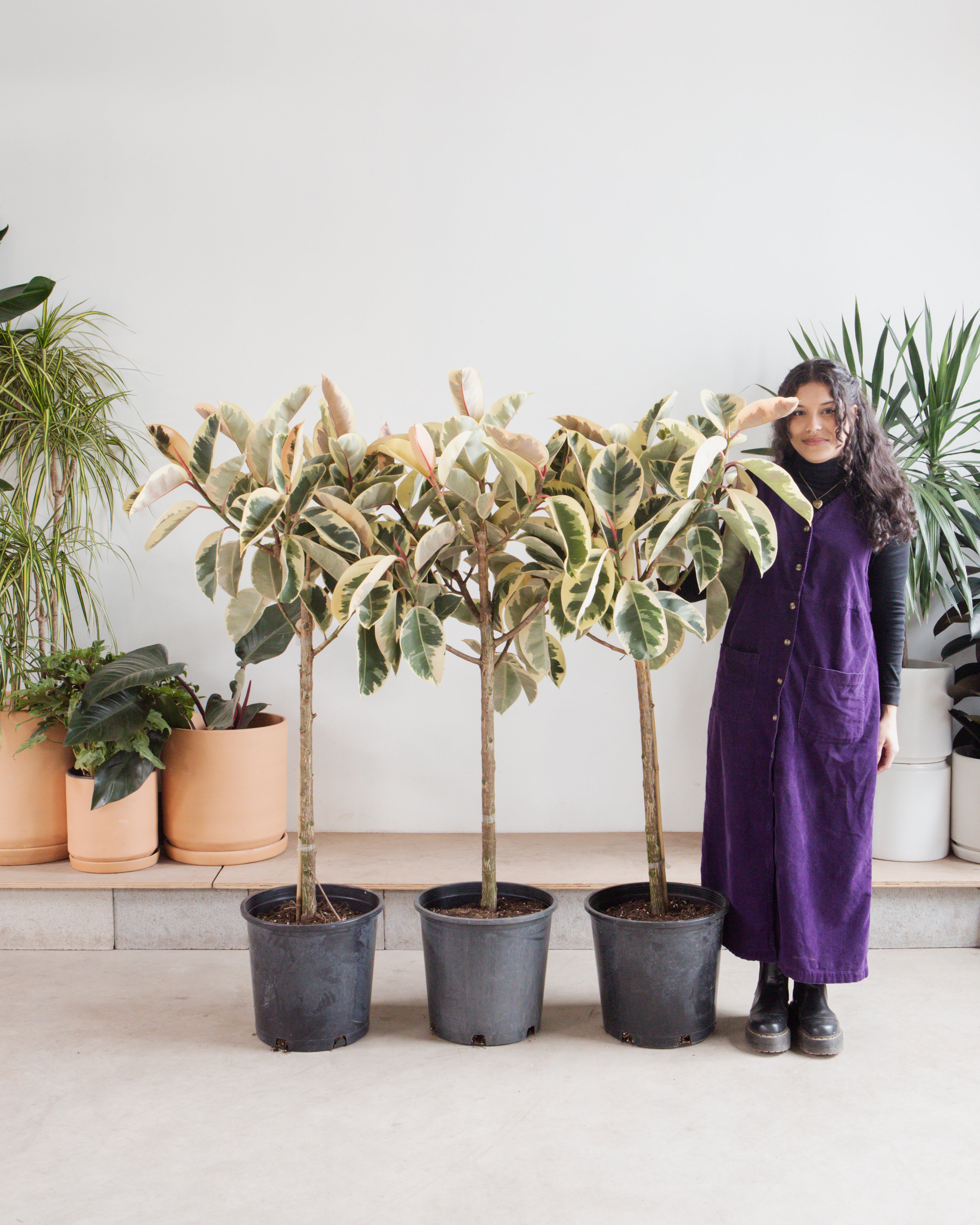 Tineke Rubber Tree: Ficus elastica - 14 inch pot - 5 foot tall