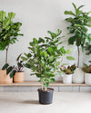 FICUS AUDREY BUSH 14 Inch. (4-5 tall)