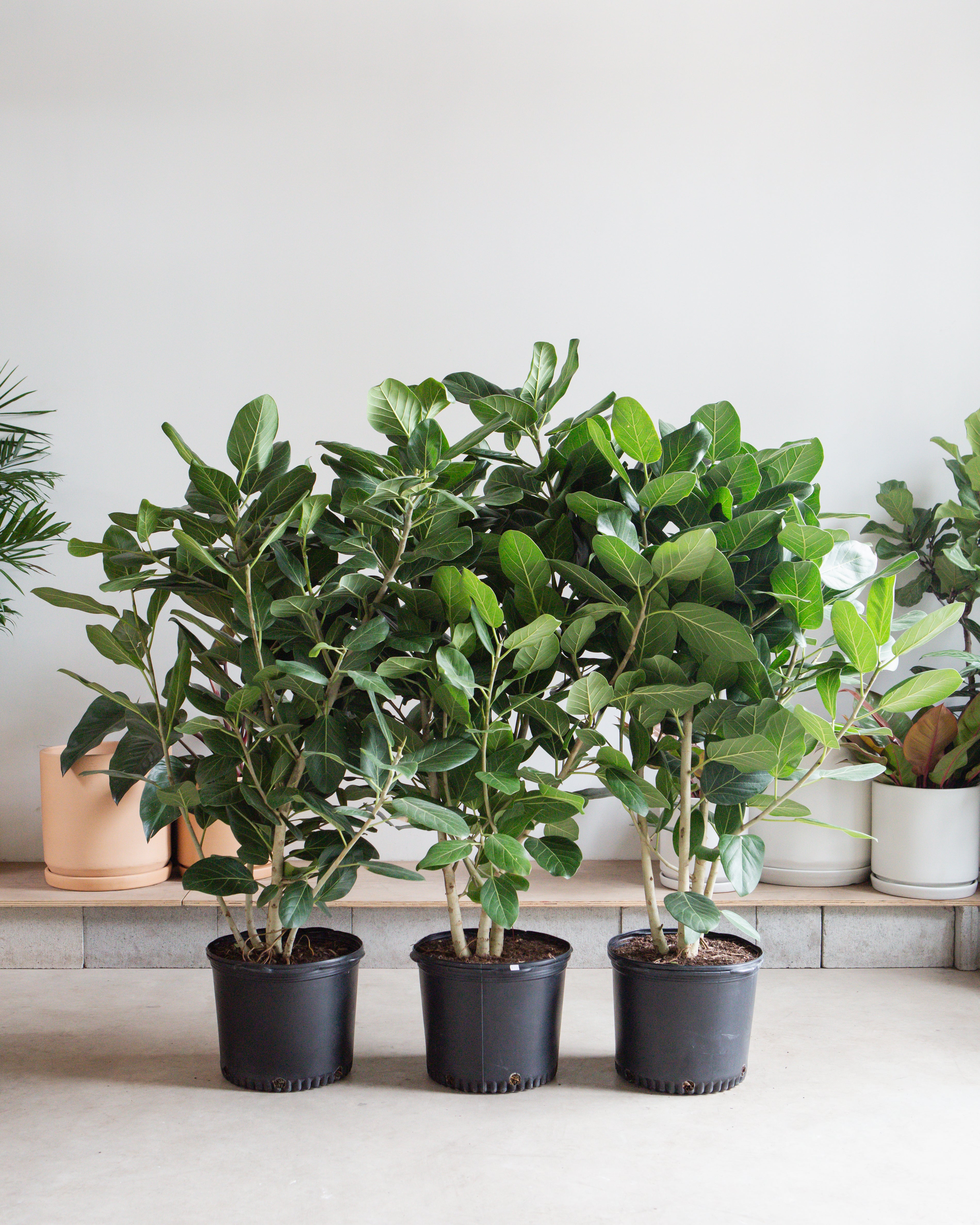 ficus audrey bush FICUS AUDREY BUSH 14 Inch. (4-5 tall) – Dynasty Plants