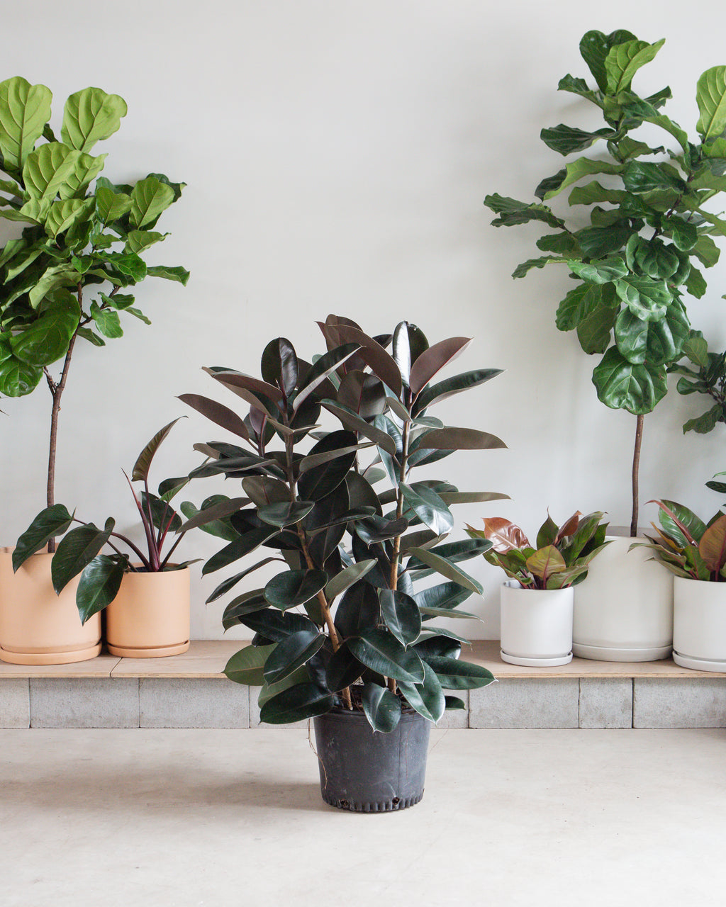 Burgundy Rubber Bush: Ficus elastica - 14 inch pot - 4 foot tall