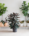 RUBBER PLANT 'FICUS ELASTICA BURGUNDY' 14 Inch. Grower Pot (4-5' tall)