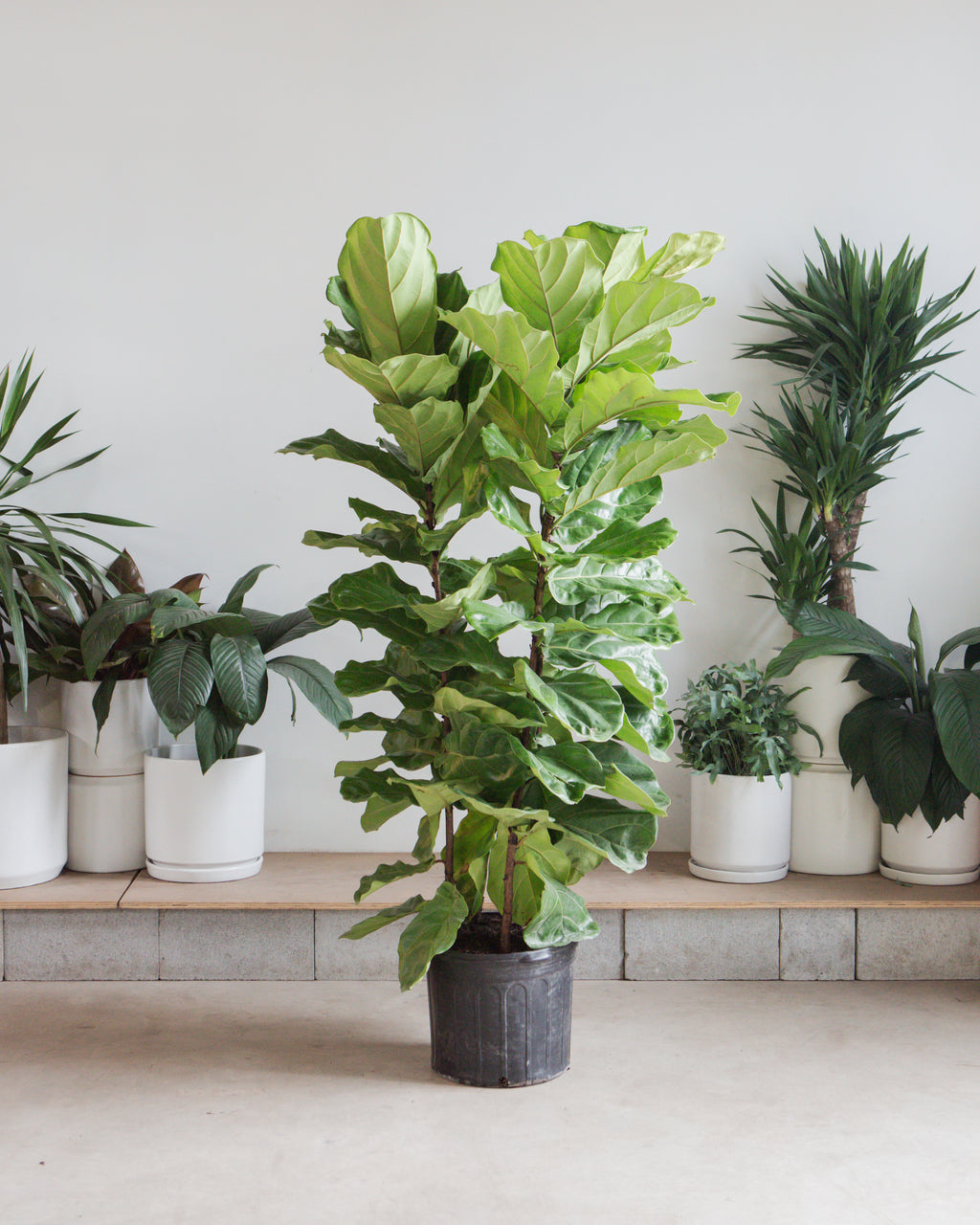 Fiddle Leaf Fig Bush: Ficus lyrata - 14 inch pot - 5-7 foot tall