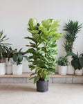 Fiddle Leaf Fig Bush: Ficus lyrata - 14 inch pot - 5-7 foot tall