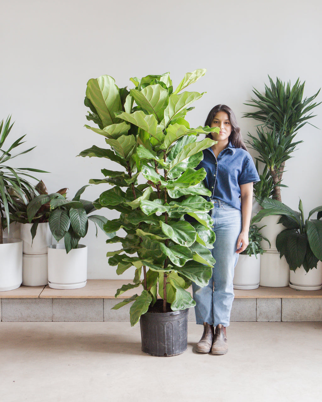 Fiddle Leaf Fig Bush: Ficus lyrata - 14 inch pot - 5-7 foot tall