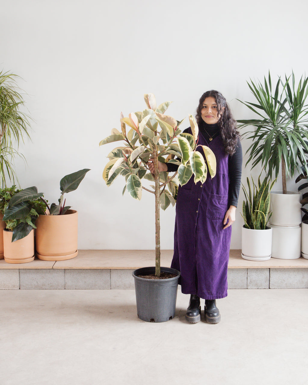 Tineke Rubber Tree: Ficus elastica - 14 inch pot - 5 foot tall