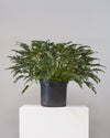 PHILODENDRON XANADU 14 Inch. Grower Pot