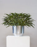 Winterbourn: Philodendron xanadu - 14 inch pot - 3 foot tall