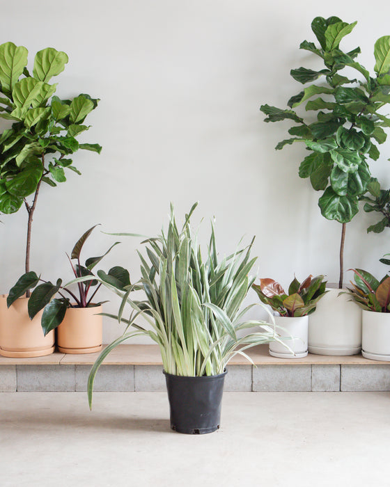 SNAKE PLANT (SANSEVIERIA 'SAYURI') 14 Inch. Grower Pot