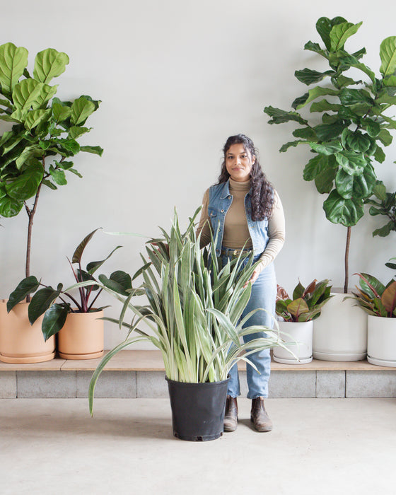 SNAKE PLANT (SANSEVIERIA 'SAYURI') 14 Inch Grower Pot