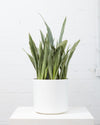 SNAKE PLANT (SANSEVIERIA 'SAYURI') 14 Inch. Grower Pot