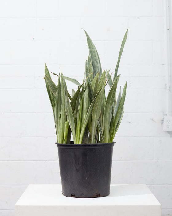 SNAKE PLANT (SANSEVIERIA 'SAYURI') 14 Inch. Grower Pot