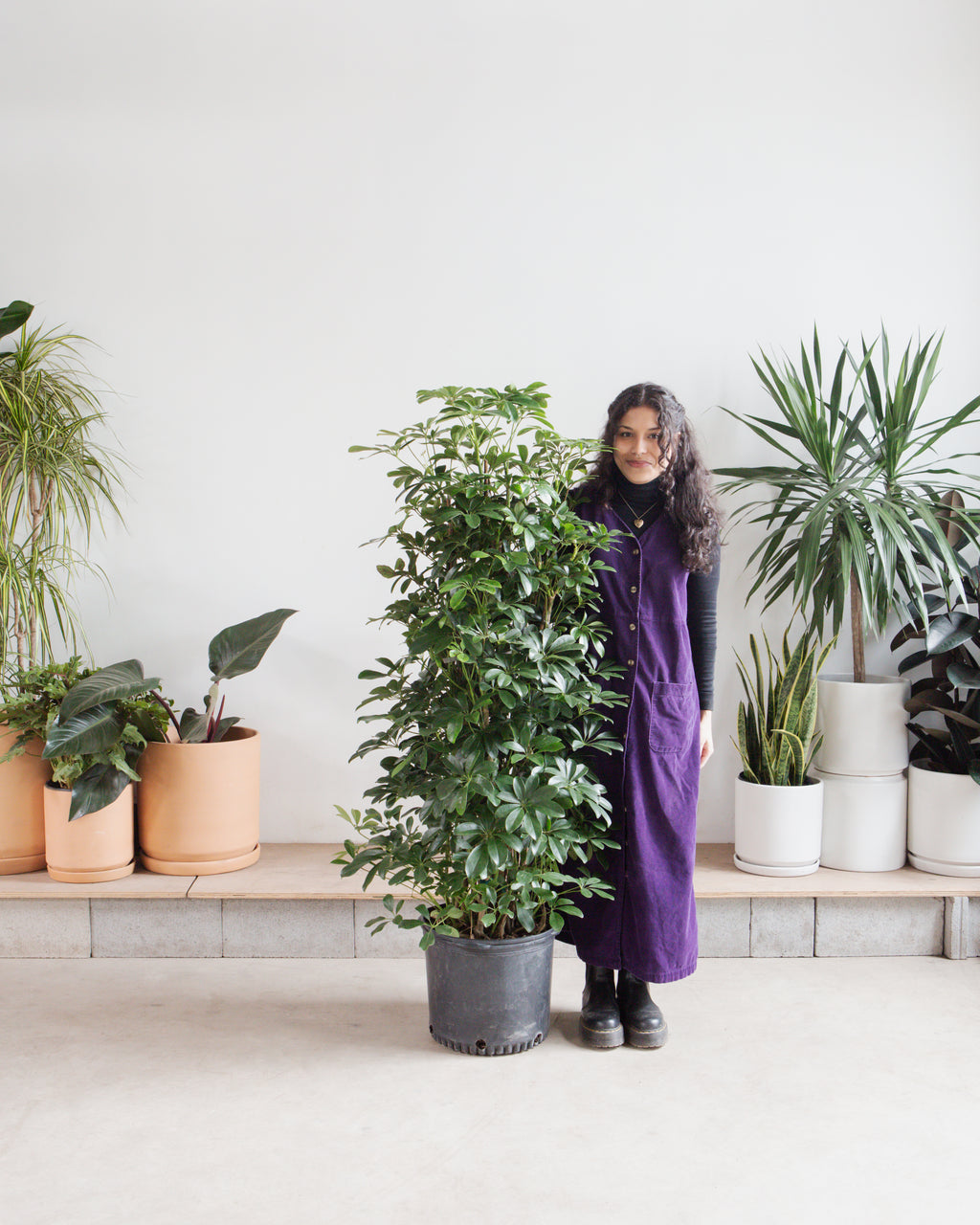 Umbrella Tree Column: Schefflera arboricola - 14 inch pot - 5.5-6 foot tall