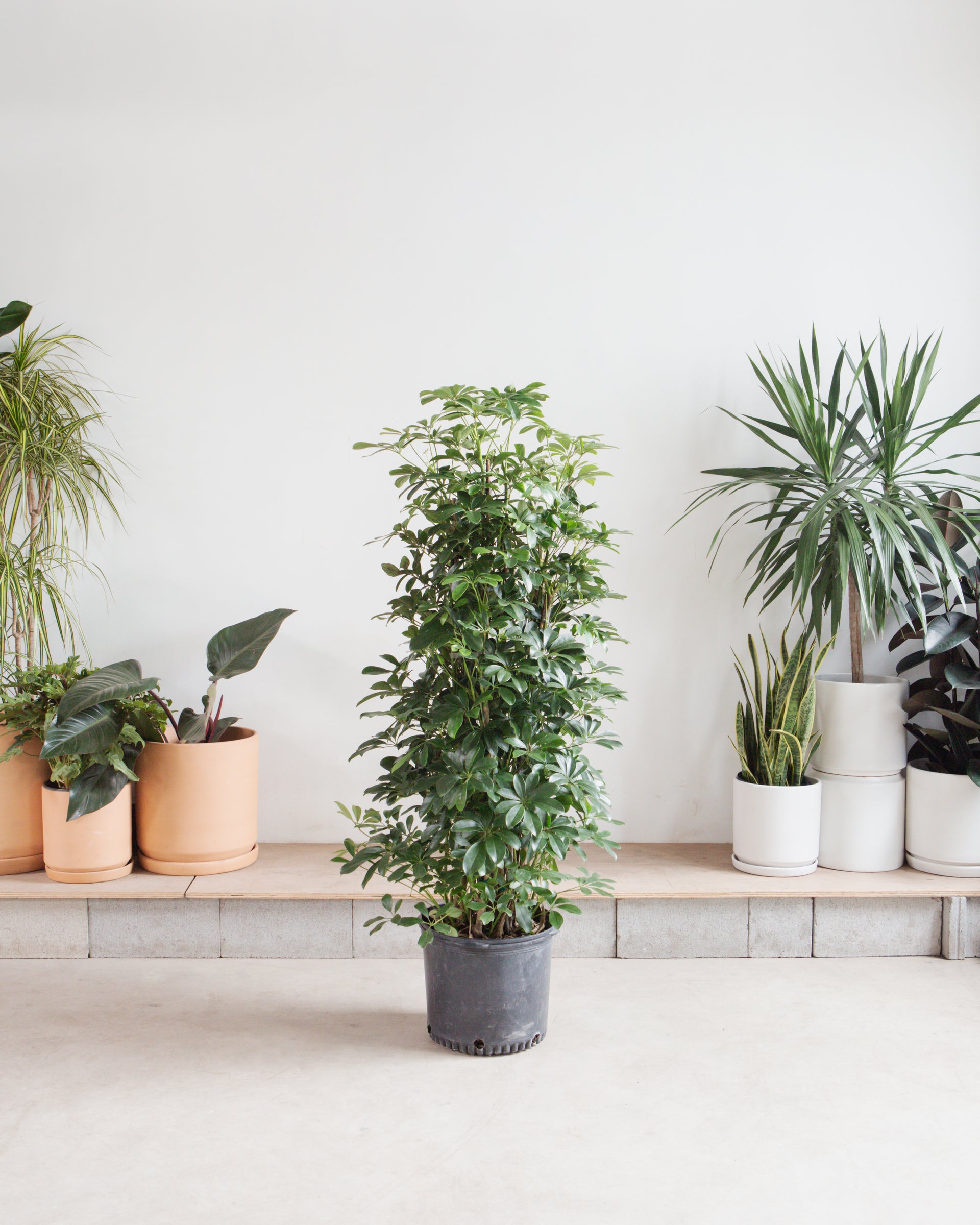 house plants schefflera Umbrella Tree Column: Schefflera arboricola - 14 inch pot