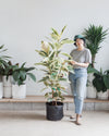 RUBBER PLANT BUSH 'FICUS ELASTICA TINEKE' 14 Inch. Grower Pot (3.5-4' TALL)