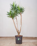 YUCCA 'WISHBONE' 14 Inch. Grower Pot (5.5 - 6 ft tall)