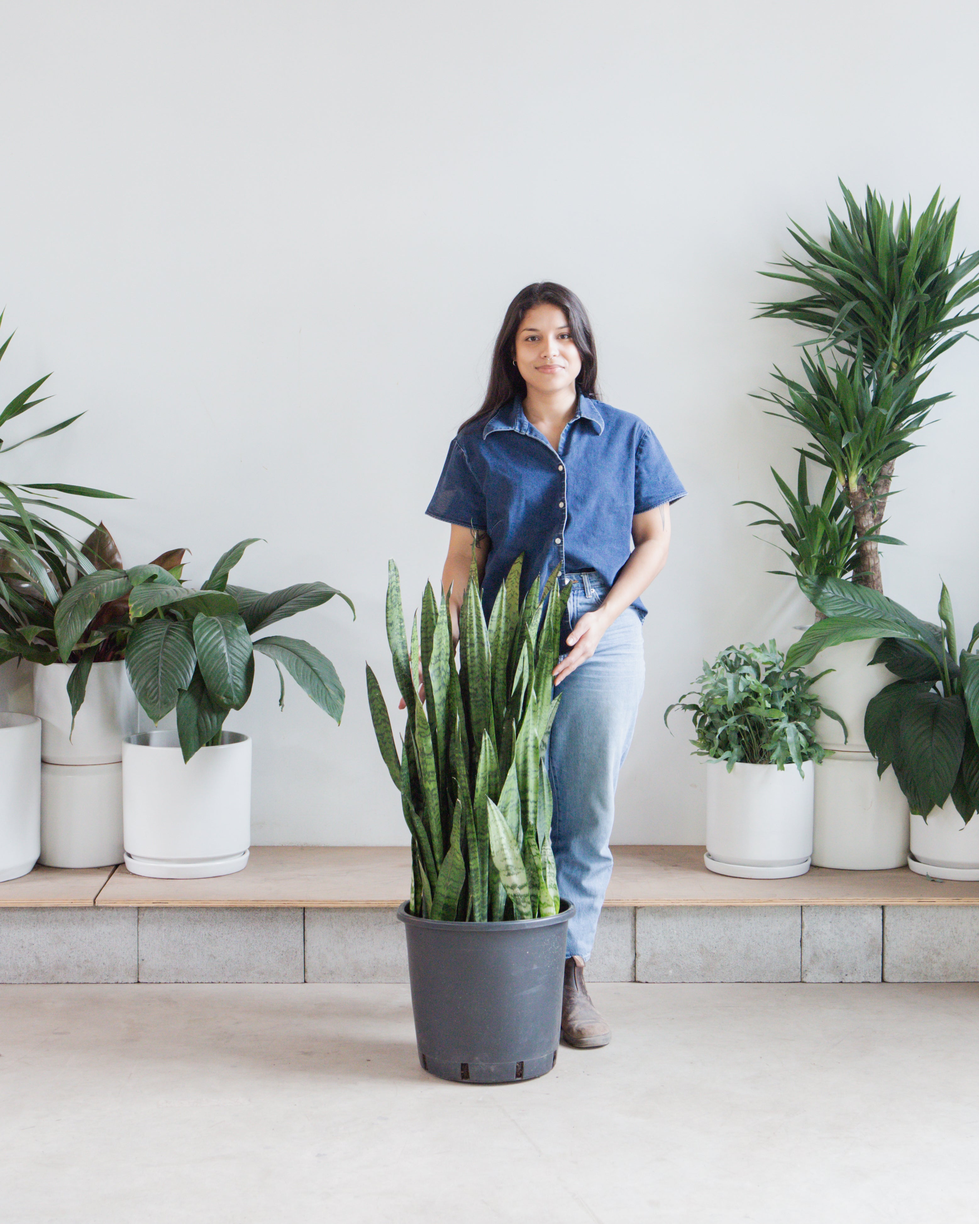 Green Snake Plant: Sansevieria trifasciata 'Zeylanica' - 14 inch pot - 3-4 foot tall