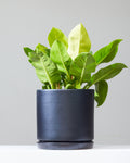Moonlight: Philodendron - 10 inch pot - 1-2 foot tall