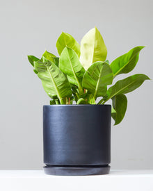  PHILODENDRON 'MOONLIGHT' 10" Grower Pot