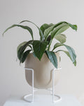 ROTUNDA WITH STAND - GINGER / White Stand, Large 16.3 x 16.3 x 19.9 in
