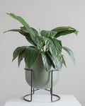 ROTUNDA WITH STAND - SAGE/ Black Stand, Large 16.3 x 16.3 x 19.9 in