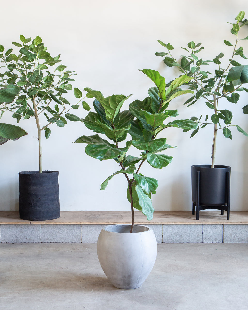 Newport Oversized Concrete Pot | 12 inch Nursery Pot