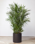 Essential Cylinder Planter | 14 inch Nursery Pot