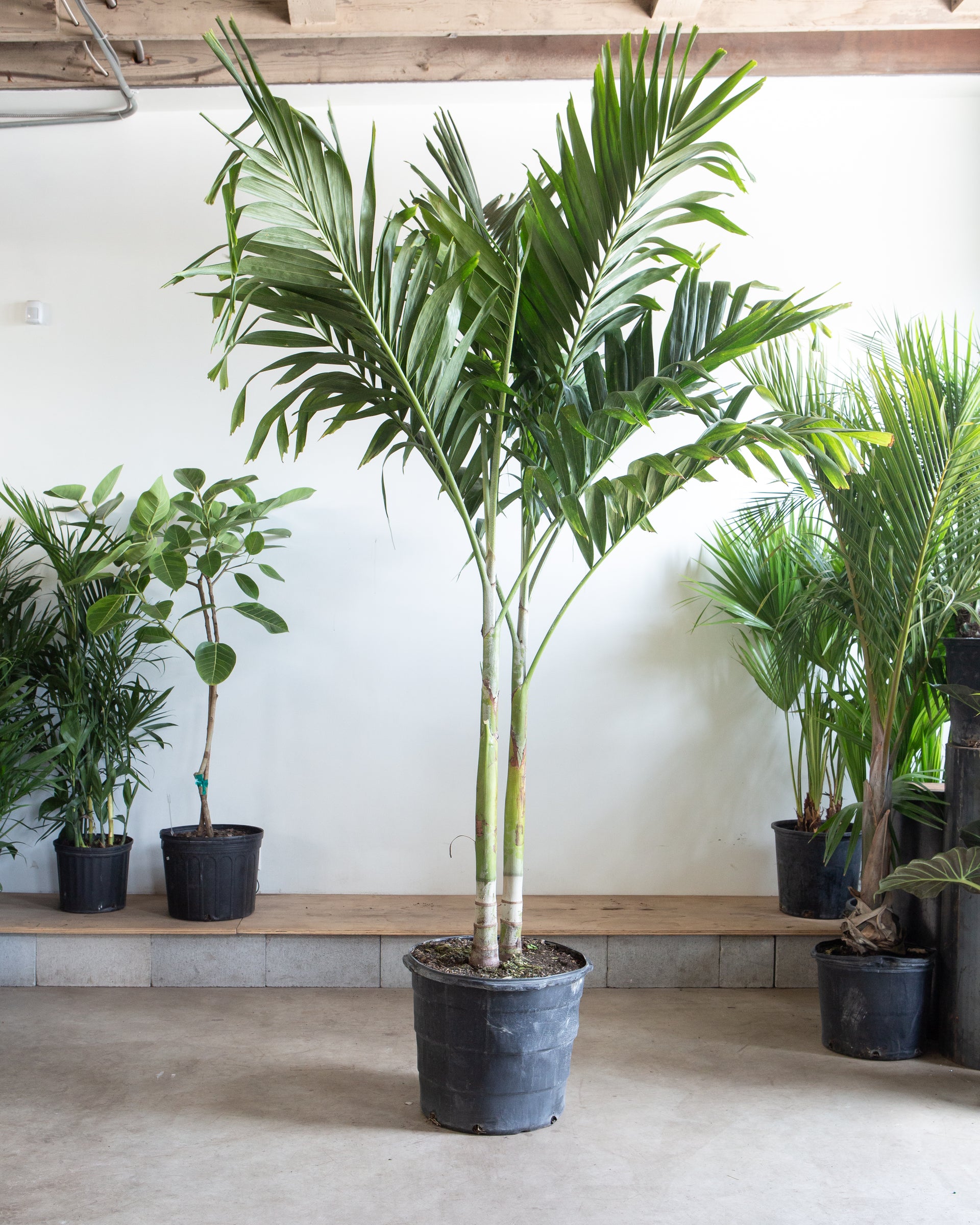 Christmas Palm: Adonidia merrillii - 17 inch pot