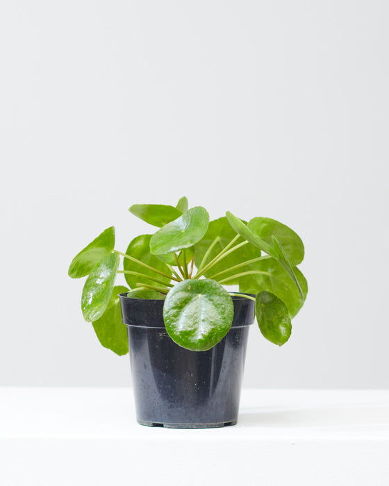 PILEA PEPEROMIOIDES’ 6" Grower Pot