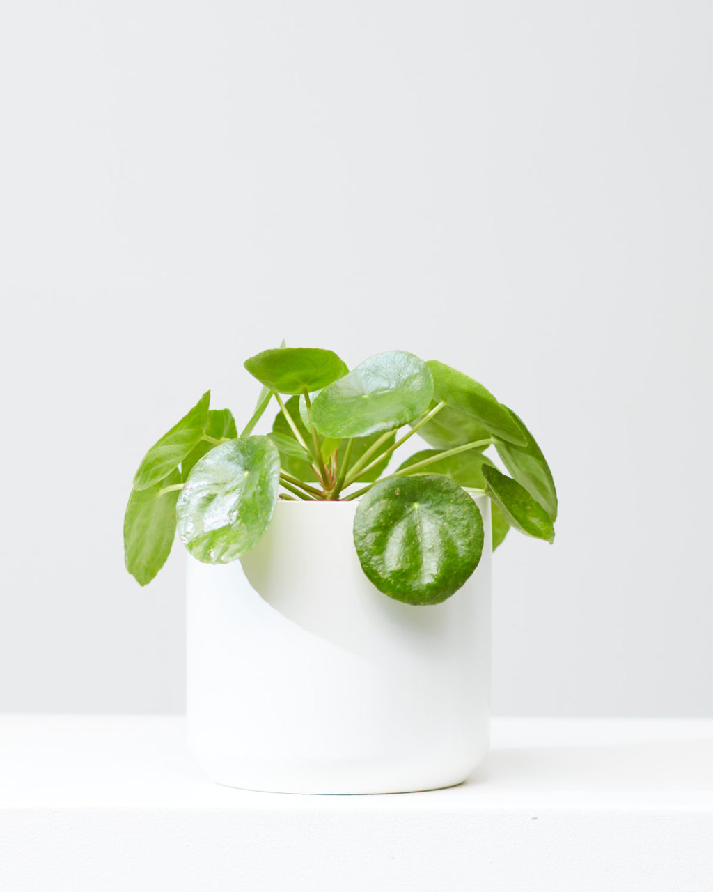 Pass It On Plant: Pilea peperomioides - 6 inch pot