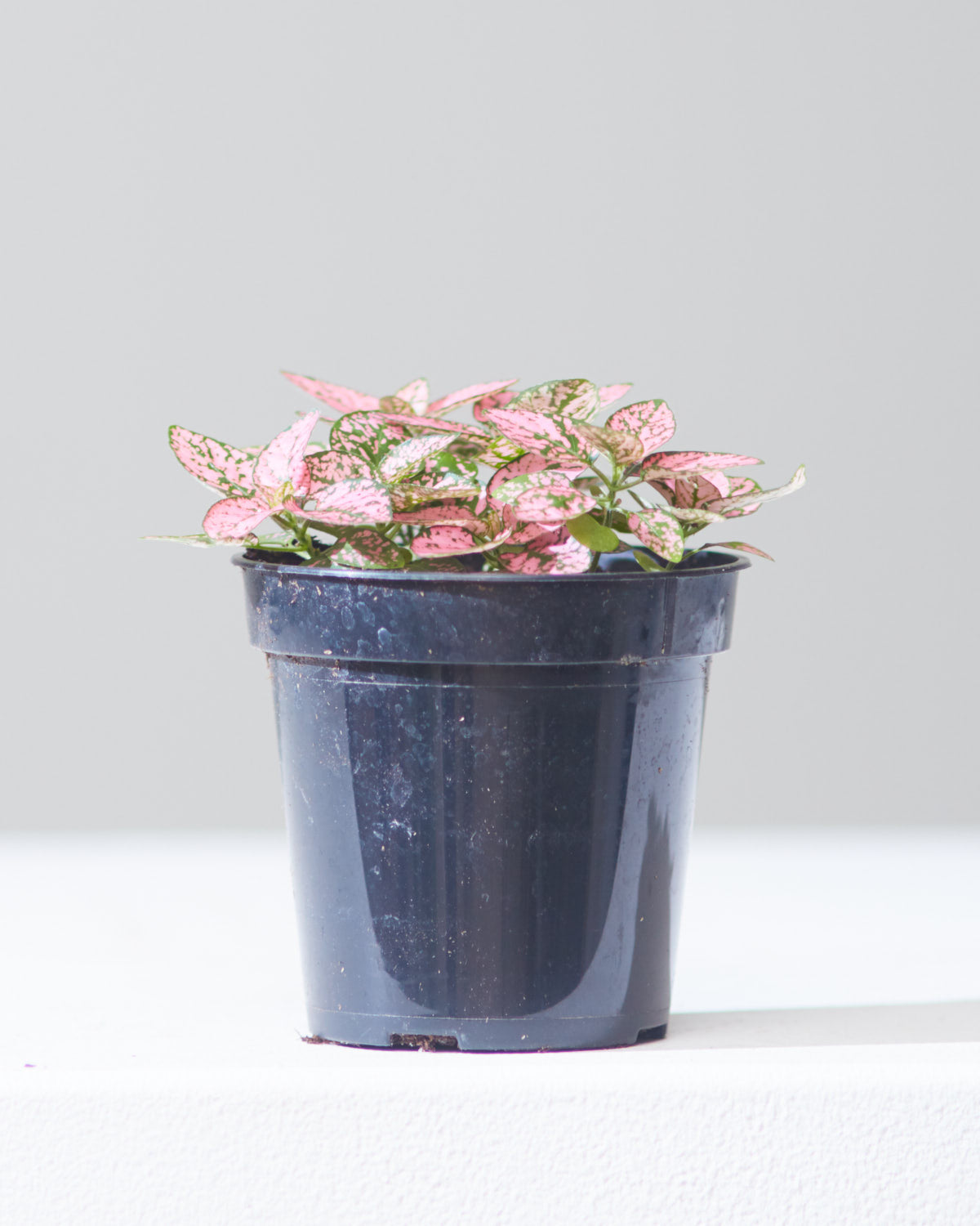 Pink Polka Dot Plant: Hypoestes phyllostachya - 4 inch pot